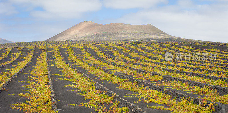 La Geria火山葡萄酒谷